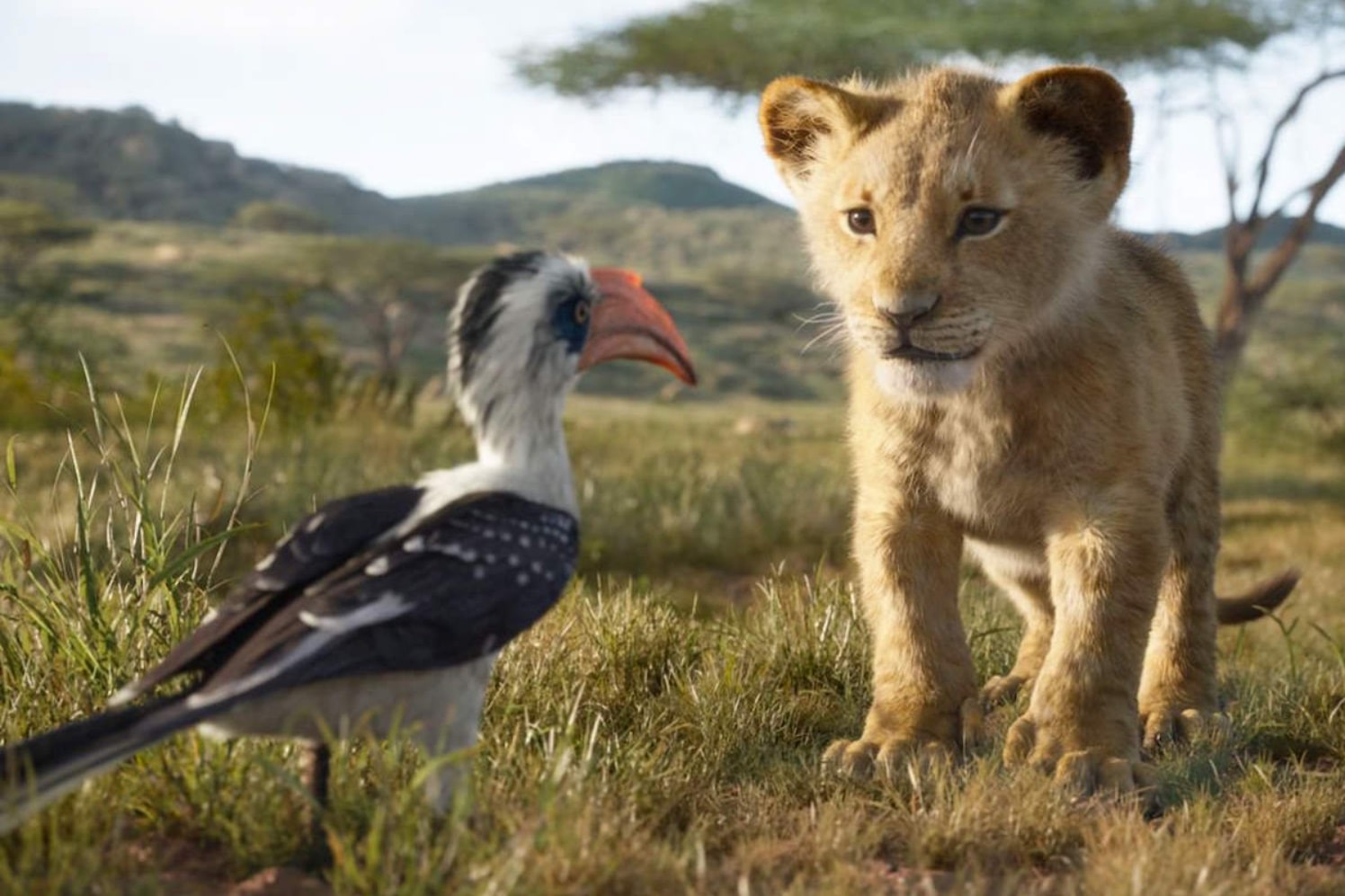 Король Лев / The Lion King (2019): кадр из фильма