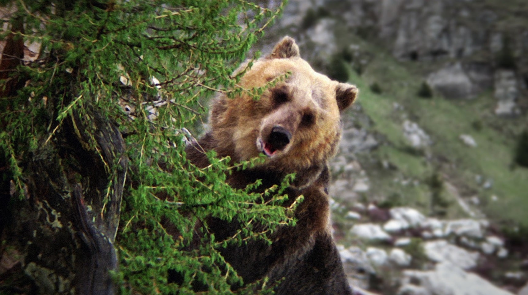 Медведь / L’ours / The Bear (1988): кадр из фильма